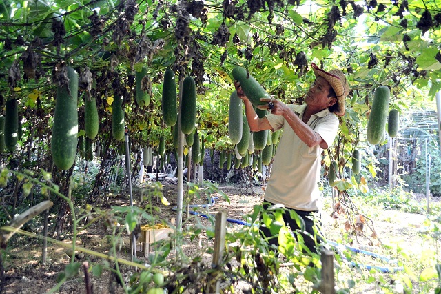Nông nghiệp bứt phá đã tạo gam màu sáng trong xây dựng NTM Đại Lộc (Ảnh: TL)