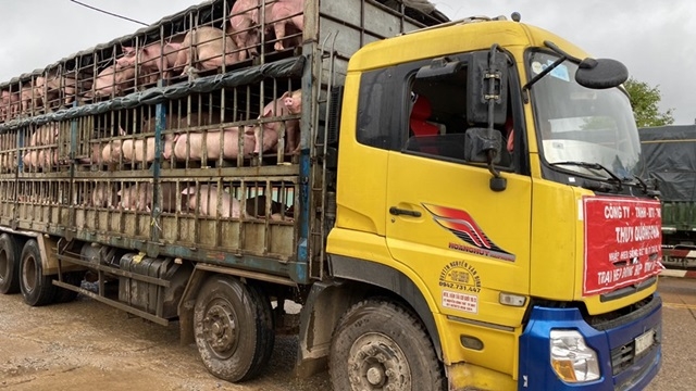 Nguồn nhập khẩu heo sống tăng kéo giá heo trong nước giảm.