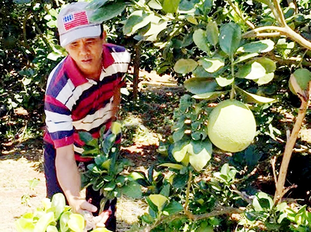 Mô hình trồng cây ăn quả đang cho hiệu quả kinh tế cao tại Bù Đốp (Ảnh TL)
