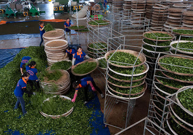 Giá chè xuất khẩu giảm mạnh vì COVID-19.