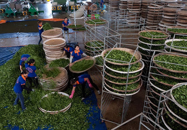 Giá chè xuất khẩu giảm mạnh vì COVID-19.