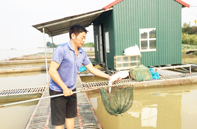 Thành viên HTX Xuân Tùng đang có thu nhập hàng trăm triệu đồng nhờ nuôi cá lồng (Ảnh TL)