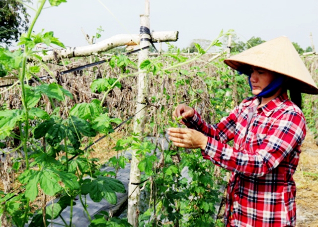 Quá trình chuyển đổi sẽ được huyện đẩy mạnh theo hướng bền vững (Ảnh TL)