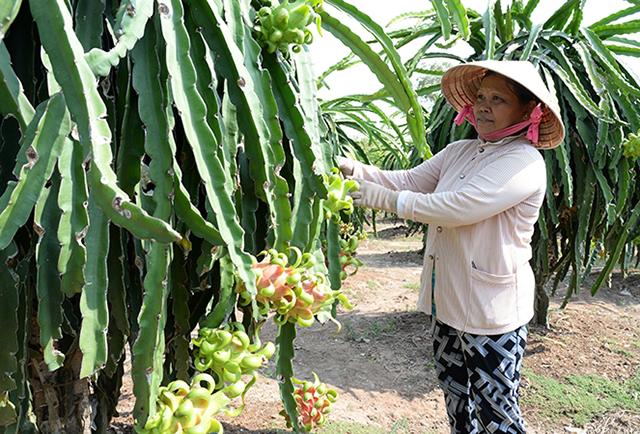 Nâng cao giá trị sản xuất nông nghiệp là một trong những nhân tố quyết định để tỉnh Tiền Giang hoàn thành mục tiêu.