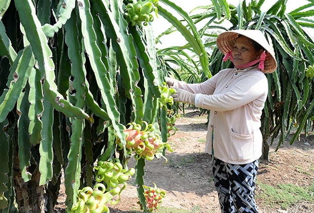 Nâng cao giá trị sản xuất nông nghiệp là một trong những nhân tố quyết định để tỉnh Tiền Giang hoàn thành mục tiêu.