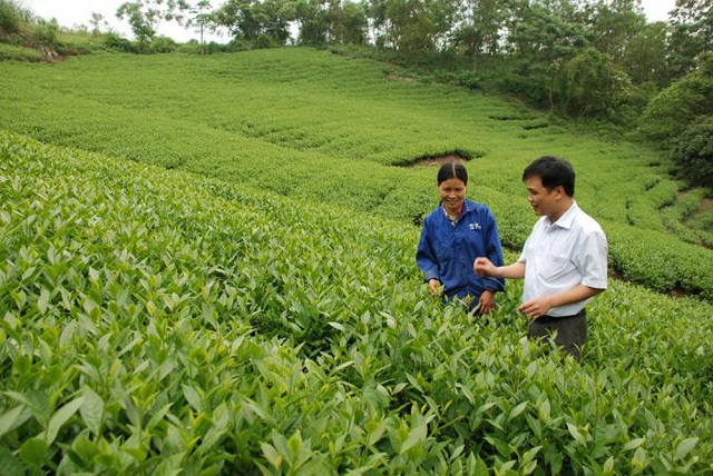 Chè do thành viên và người dân sản xuất đều được HTX Vạn Hoa ký hợp đồng tiêu thụ.
