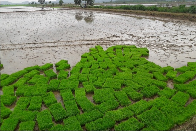 Chuẩn bị mạ khay phục vụ cấy bằng máy