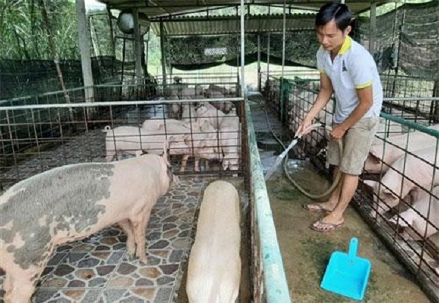 Mô hình nuôi heo bằng thảo dược của HTX Tân Hòa Phú giúp heo sinh trưởng tốt, ít bệnh, giảm chi phí đầu vào (Ảnh: TL)