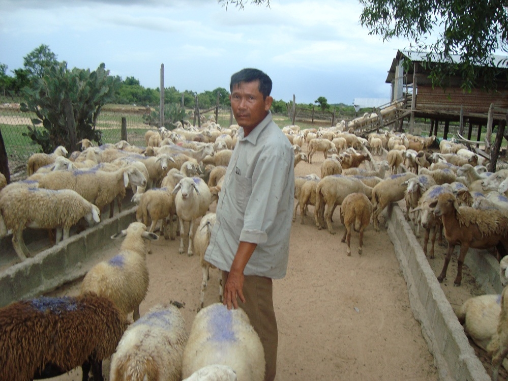 Chăn nuôi cừu phát triển mạnh tại Ninh Thuận.