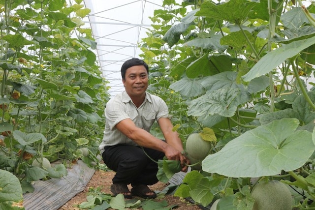 Mô hình trồng dưa lưới giúp nâng cao đời sống cho lao động địa phương.