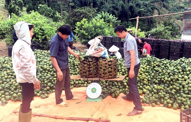 HTX Phong Lưu thu mua cam cho thành viên