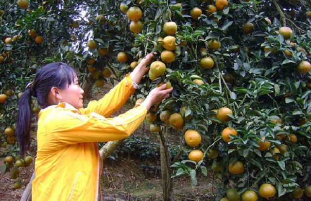 Để đạt tiêu chuẩn VietGAP, người trồng cam phải tuân thủ quy tắc về bảo vệ môi trường trong quá trình sản xuất