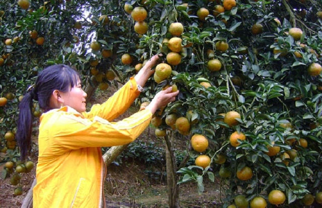 Để đạt tiêu chuẩn VietGAP, người trồng cam phải tuân thủ quy tắc về bảo vệ môi trường trong quá trình sản xuất