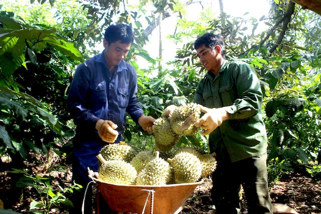 Không truy thu thuế của người trồng sầu riêng mà chỉ áp dụng đối với các hộ kinh doanh thu mua sầu riêng