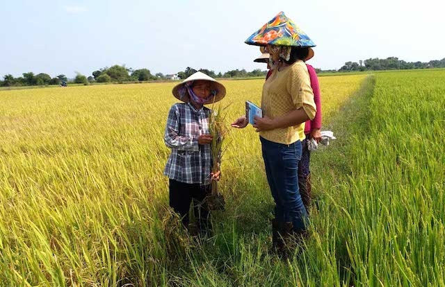 Mô hình liên kết sản xuất lúa nếp giữa nhà nông và HTX ở Đức Linh (ảnh:TL)
