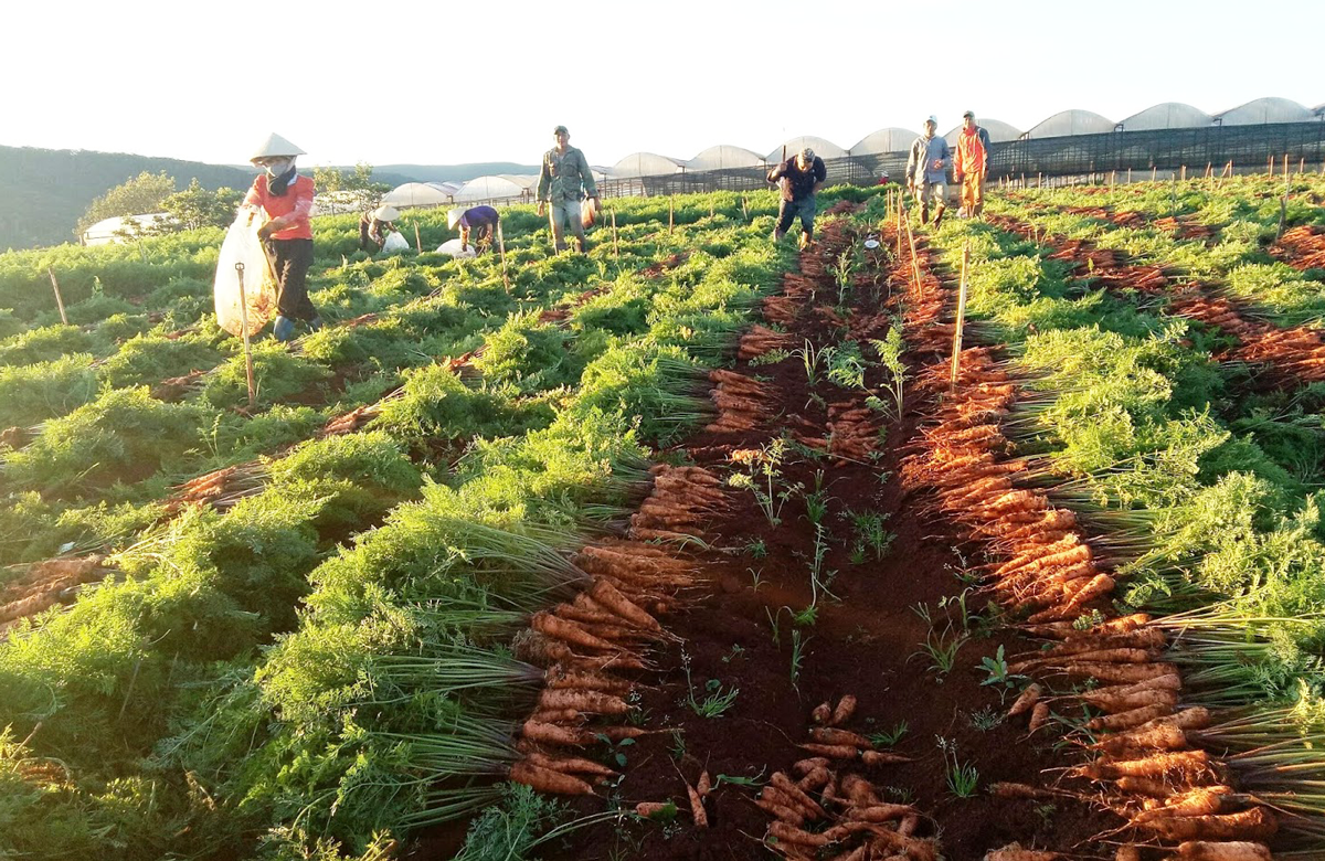 Trong 6 tháng đầu năm 2020, mặc dù bị tác động nặng nề do đại dịch COVID-19 và giãn cách xã hội nhưng cả nước vẫn thành lập mới 1014 hợp tác xã, 10 liên hiệp hợp tác xã, 3.000 tổ hợp tác. Trong ảnh: thành viên HTX Phước Lộc, Lâm Đồng đang thu hoạch cà rốt.