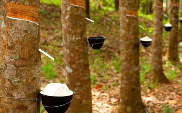 Cuộc phiêu lưu mang tên bất động sản khu công nghiệp đang dẫn dắt Cao su Phước Hòa bước vào một lãnh địa mới đầy lệ thuộc