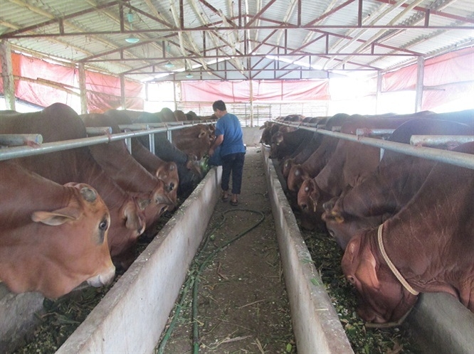 Chăn nuôi bò thịt cao sản được xác định là hướng đi có hiệu quả, bền vững và ổn định ở ngoại thành Hà Nội (Ảnh: Internet)
