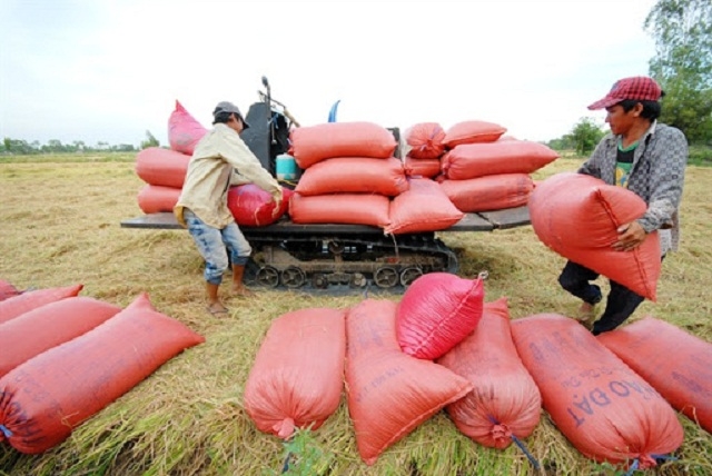 HTX Bình Định liên kết với doanh nghiệp thu mua lúa cho thành viên và người dân