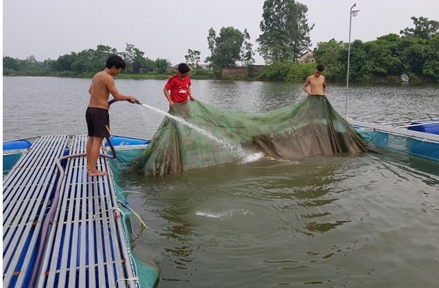 Vệ sinh lồng cá định kỳ giúp hạn chế sô nhiễm môi trường