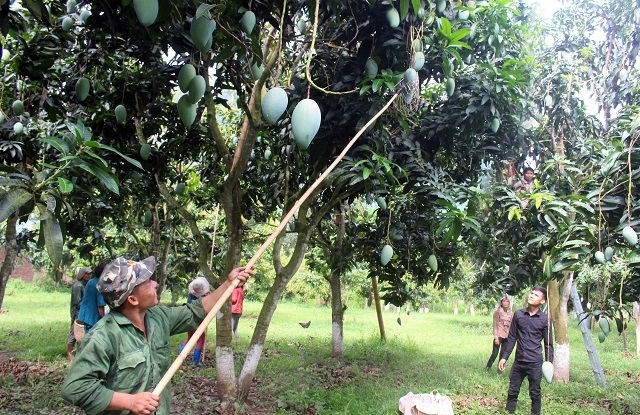 Chiềng Lao đang phát triển diện tích xoài ghép.