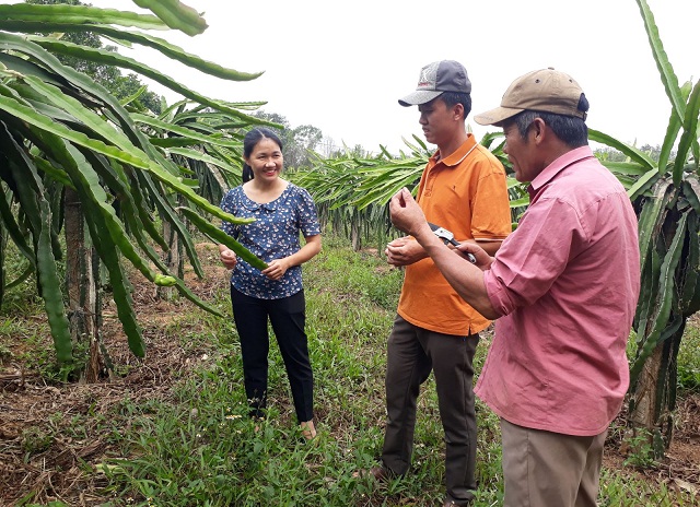 Thanh long là một trong những cây trồng chủ lực của HTX