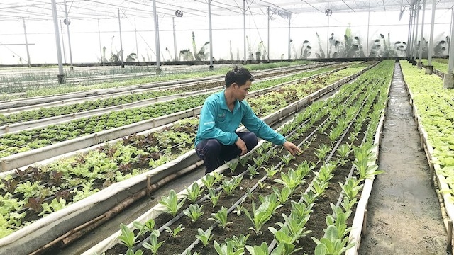 Xã Nhơn Đức dành sự ưu tiên phát triển nông nghiệp đô thị và công nghệ cao (Ảnh: TL)