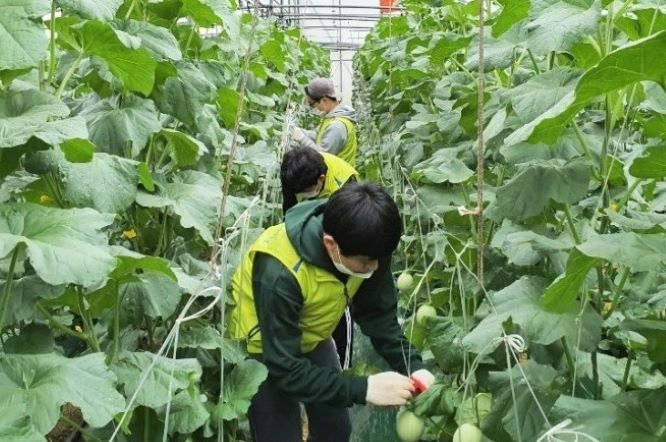 Tuyệt đối nghiêm cấm sự can thiệp hoặc môi giới của cá nhân hay tổ chức bên ngoài vào việc đưa lao động thời vụ sang Hàn Quốc (Ảnh minh họa: Internet)