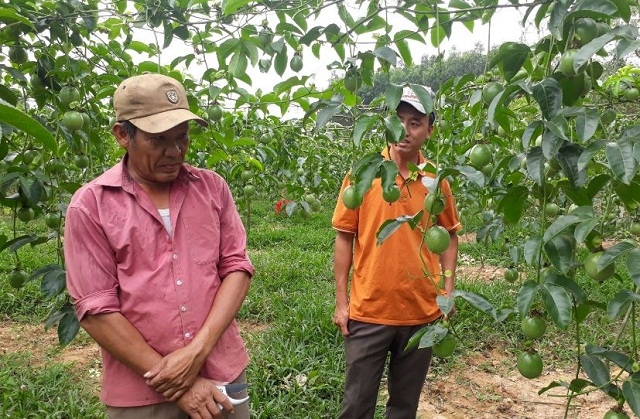 Thành viên HTX trao đổi kỹ thuật chăm sóc chanh leo