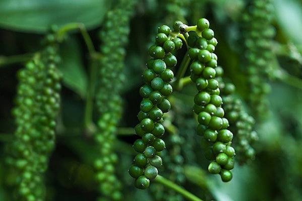 Giá tiêu đang trên đà tăng, sắp tái lập mốc 50.000 đồng/kg.