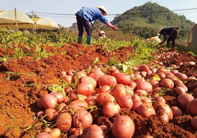 Thành viên HTX rau an toàn Tự Nhiên thu hoạch khoai tây.