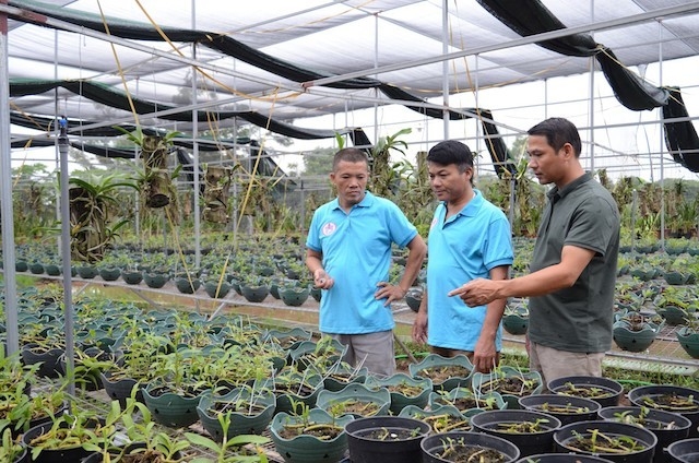 Mô hình trồng lan cấy mô mang lại thu nhập cao cho người dân xã Định An (Ảnh:TL)