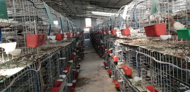 HTX nông nghiệp nuôi bồ câu mở ra nhiều triển vọng cho nghề nuôi chim bồ câu ở xã Định An (Ảnh: TL)