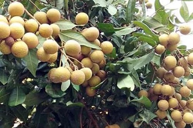 Lô nhãn tươi đầu tiên của Hải Dương xuất khẩu sang loạt thị trường cao cấp.