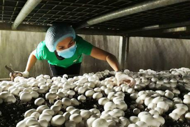 Mô hình trồng nấm tại HTX Nấm Vĩnh Ngọc Nha Trang tạo doanh thu ổn định nhờ ứng dụng khoa học kỹ thuật vào sản xuất.