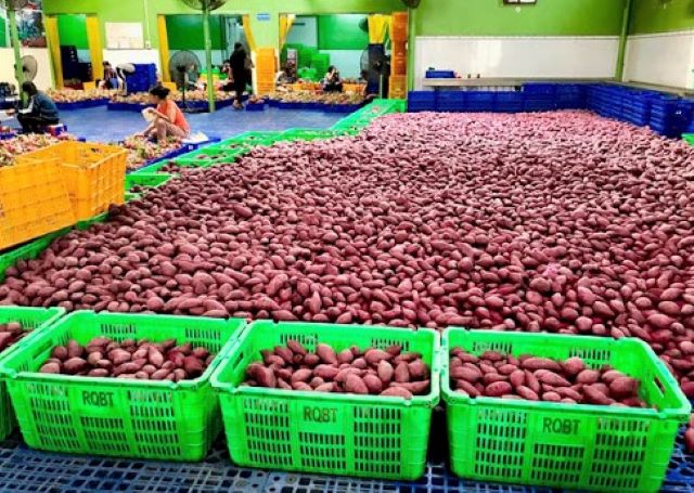 Tính đến tháng 7/2020, xuất khẩu rau quả sang Thái Lan đạt 79 triệu USD, trong khi vào thời điểm này năm ngoái mới chỉ đạt 23 triệu USD.