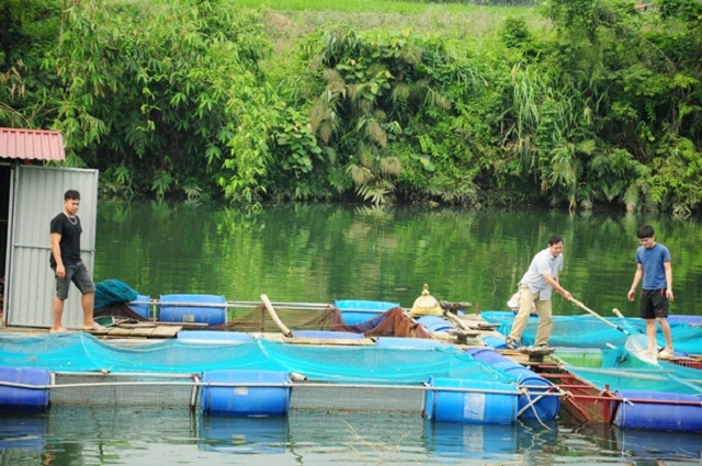 Khu vực nuôi cá lồng của HTX thanh niên Huỳnh Minh (Ảnh: TL)