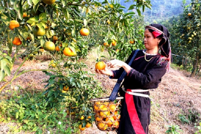 HTX cam sạch xã Vĩnh Phúc xây dựng được thương hiệu nhờ chú trọng bảo vệ môi trường (Ảnh:TL)