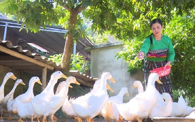 Liên kết nuôi vịt giúp nâng cao hiệu quả kinh tế, hỗ trợ giảm nghèo