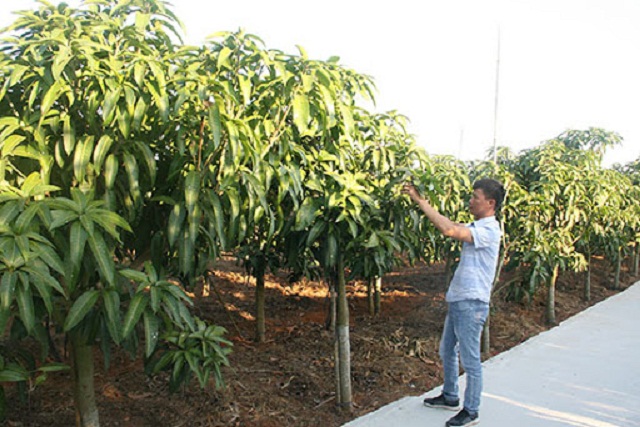 Mô hình trồng xoài của HTX Thiên Tân đang được đánh giá cao (Ảnh:TL)
