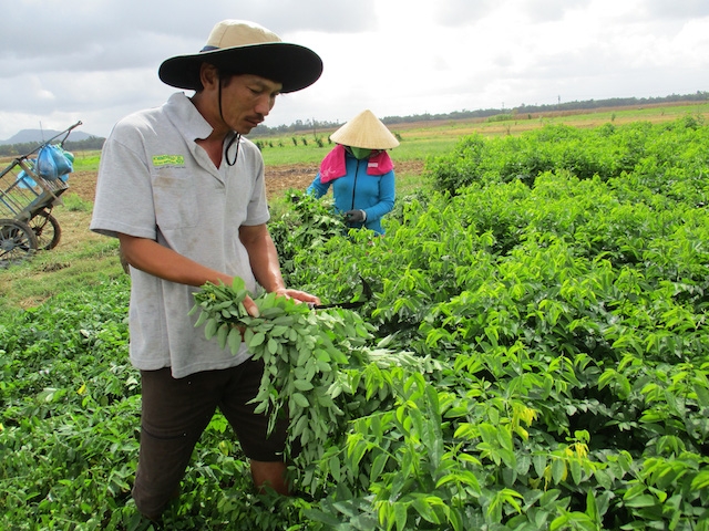 Huyện Núi Thành giúp các gia đình tự phát triển sản xuất sau học nghề.