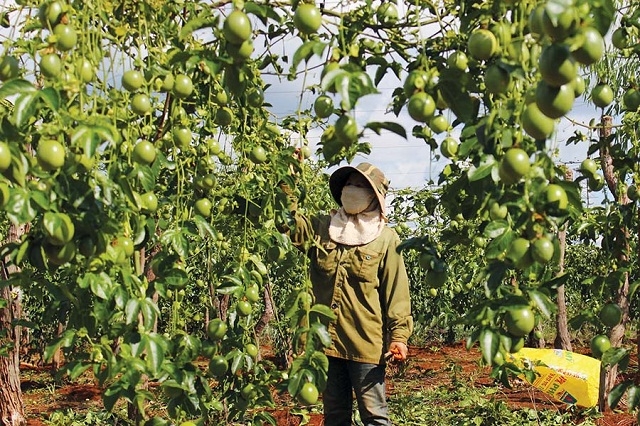 Không ít hộ dân có việc làm và nâng cao thu nhập từ trồng chanh leo và tham gia HTX.