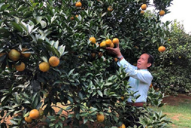 ác tổ hợp tác, HTX chú trọng sản xuất theo hướng bền vững để nâng cao giá trị quả cam.