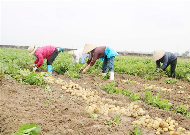 Vấn đề an toàn lao động đang được chú trọng trong sản xuất khoai tây ở Quế Võ (Ảnh TL)