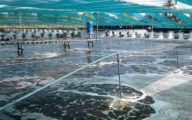 Máy cho ăn tự động (màu xanh) giúp người lao động không mất nhiều công sức khi cho tôm ăn.