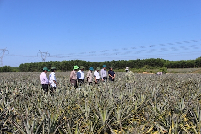 Nhiều nông dân ở Triệu Phong sau khi học nghề đã ứng dụng vào các mô hình sản xuất nông nghiệp.