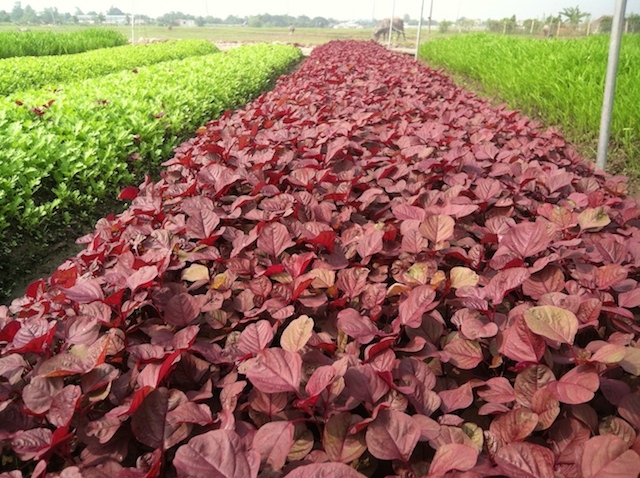 Mô hình trồng rau sạch theo tiêu chuẩn VietGAP ở Xuân Thới Thượng.