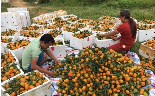 Mùa thu hoạch quả của HTX Nghĩa Hưng.