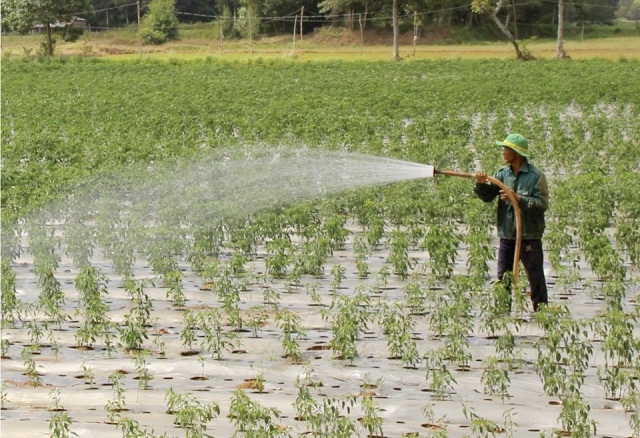 Nông dân xã Ngọc Biên trồng ớt hàng hóa