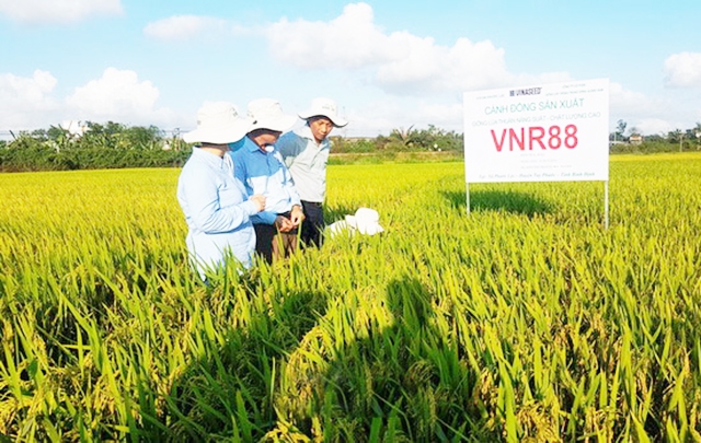 Các HTX đang góp phần nâng cao giá trị sản xuất nông nghiệp, đẩy mạnh xóa đói, giảm nghèo tại Tuy Phước (Ảnh TL)